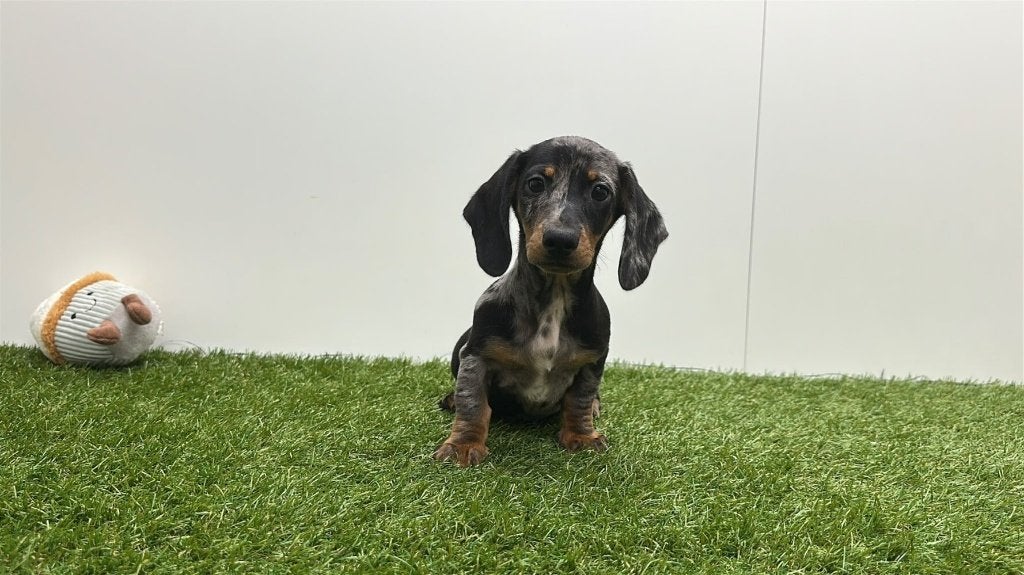 Dwergteckel pups, Dieren en Toebehoren, België, 8 tot 15 weken, Korthaar, Dwerg
