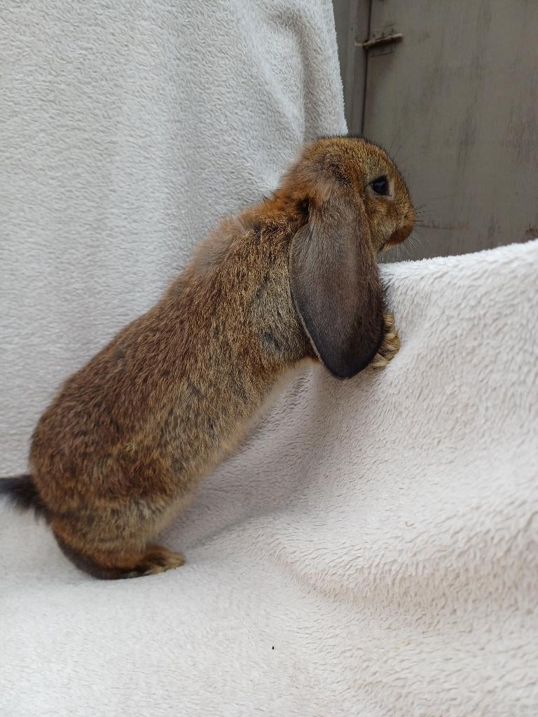 Super lieve franse hangoor voedster, Dieren en Toebehoren, Konijnen, Vrouwelijk, Groot, Hangoor, 0 tot 2 jaar