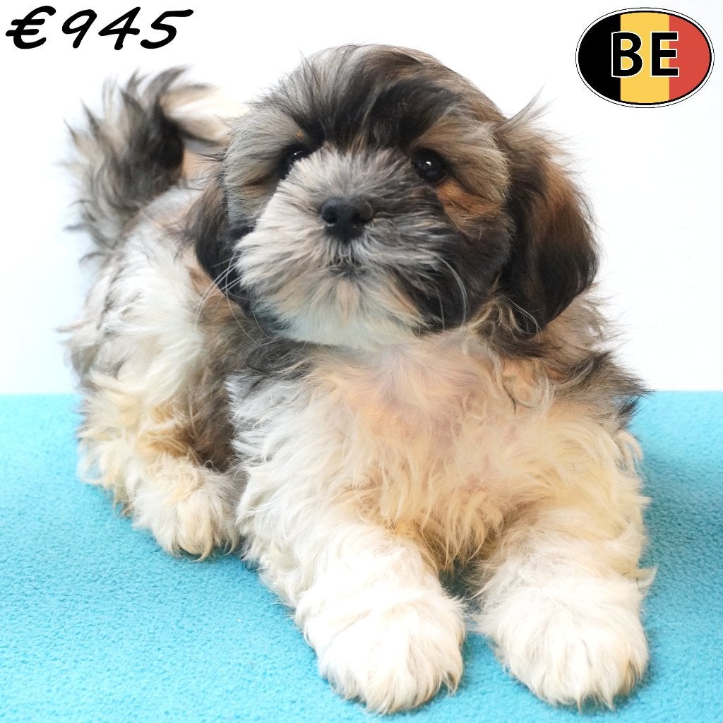 Lhasa Apso X Shih Tzu, schattige Belgische pups te koop, Dieren en Toebehoren, Honden | Chihuahua's en Gezelschapshonden, België