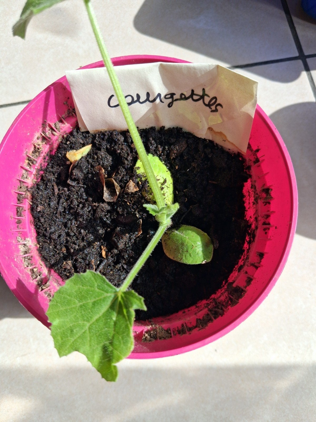 Plantes aromatiques et légumes, Enlèvement