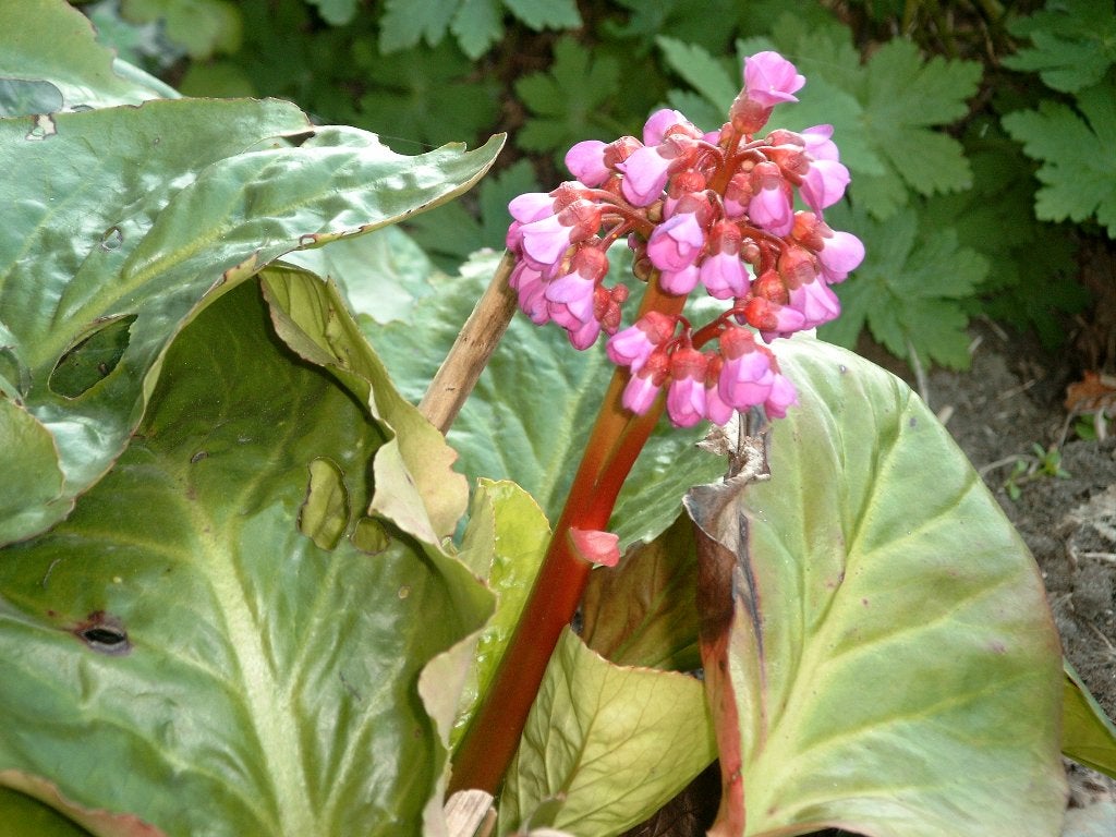 Bergenia en andere planten, Ophalen, Vaste plant, Overige soorten, Halfschaduw