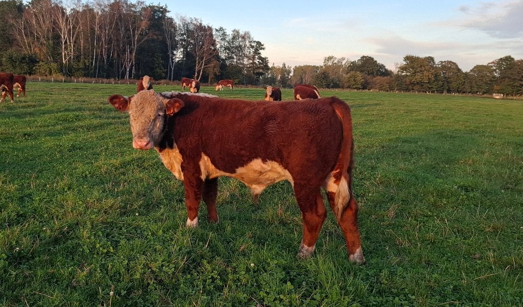 Hereford stier, Mannelijk, 0 tot 2 jaar