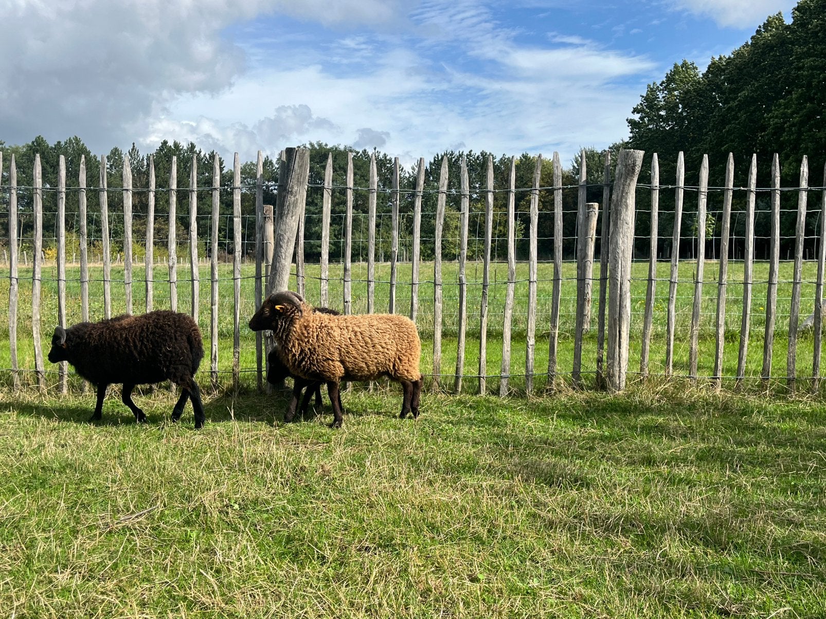 Ouessant ram bruin met afstammingsbewijs, Dieren en Toebehoren