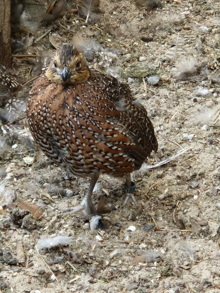 Bergkuif kwartel/Zwartmasker kwartel/roodpoot patrijzen, Dieren en Toebehoren, Meerdere dieren, Overige soorten