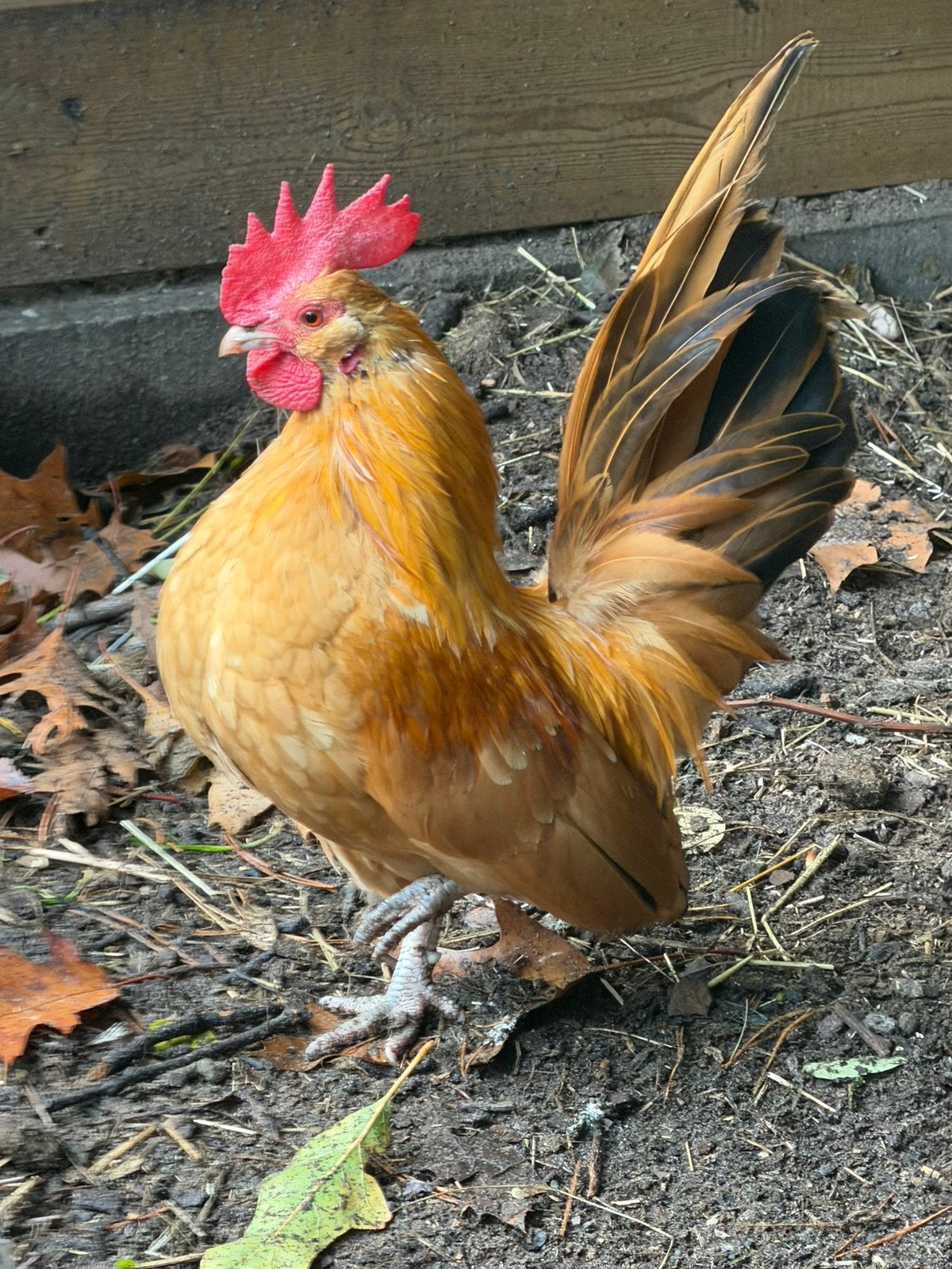 4 haantjes, Dieren en Toebehoren, Mannelijk, Kip