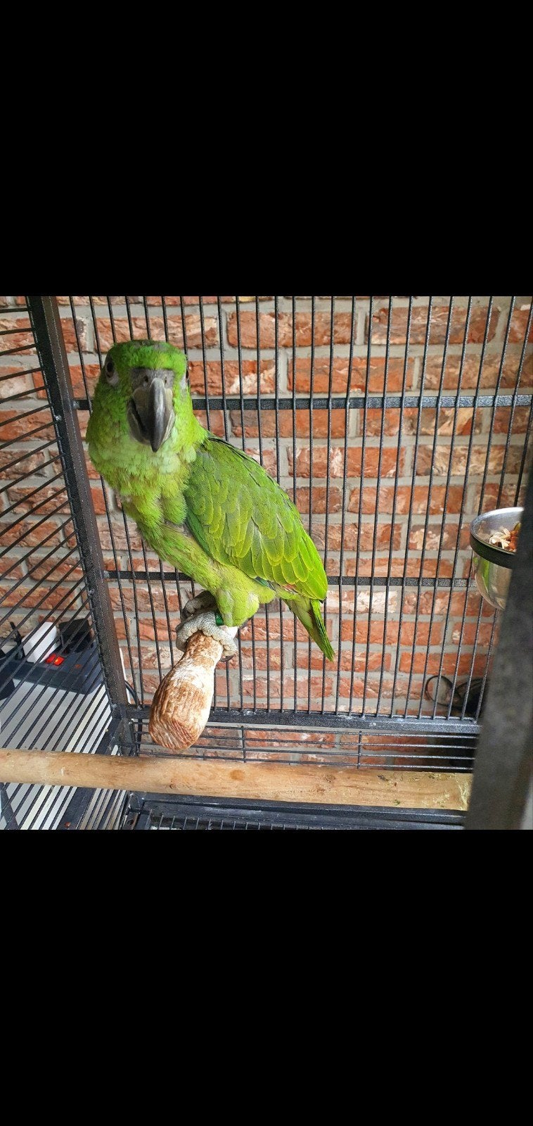 geelnek amazone papegaai, Mannelijk, Papegaai, Tam