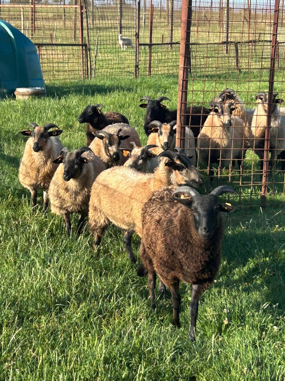 12 prachtige jonge ooien drentse heideschaap, Dieren en Toebehoren, Schapen, Geiten en Varkens, Schaap, Vrouwelijk