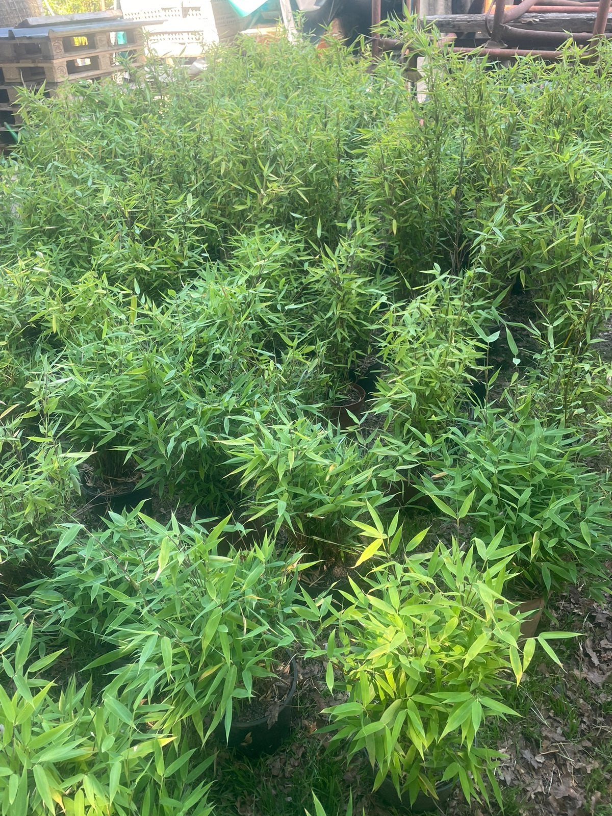 Fargesia, Tuin en Terras, Ophalen