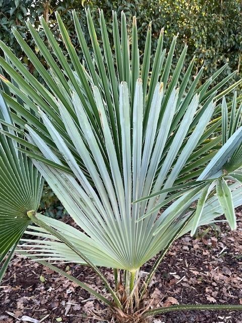 Trachycarpus princeps x wagnerianus, Tuin en Terras, Ophalen of Verzenden, Lente, Minder dan 100 cm, Palmboom