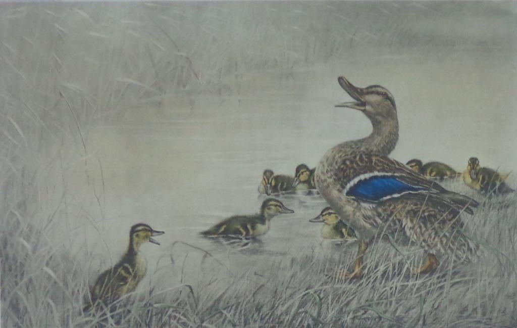 LEON DANCHIN / EEND MET KUIKENS / KLEURETS / 57x75cm KADER, Antiek en Kunst, Kunst | Litho's en Zeefdrukken, Ophalen