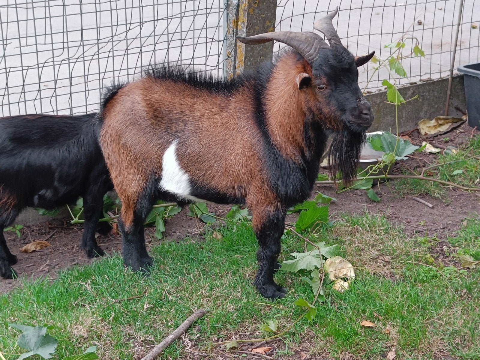 Geitebok, Dieren en Toebehoren, Schapen, Geiten en Varkens