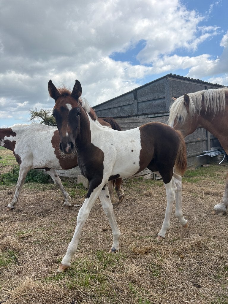 Merrieveulen, Dieren en Toebehoren, Merrie, Niet van toepassing, Ontwormd, 0 tot 2 jaar