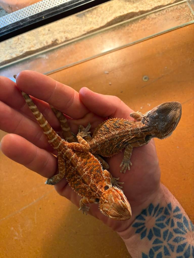 Baby baardagaamen, Dieren en Toebehoren, Reptielen en Amfibieën, Hagedis, 0 tot 2 jaar, Tam