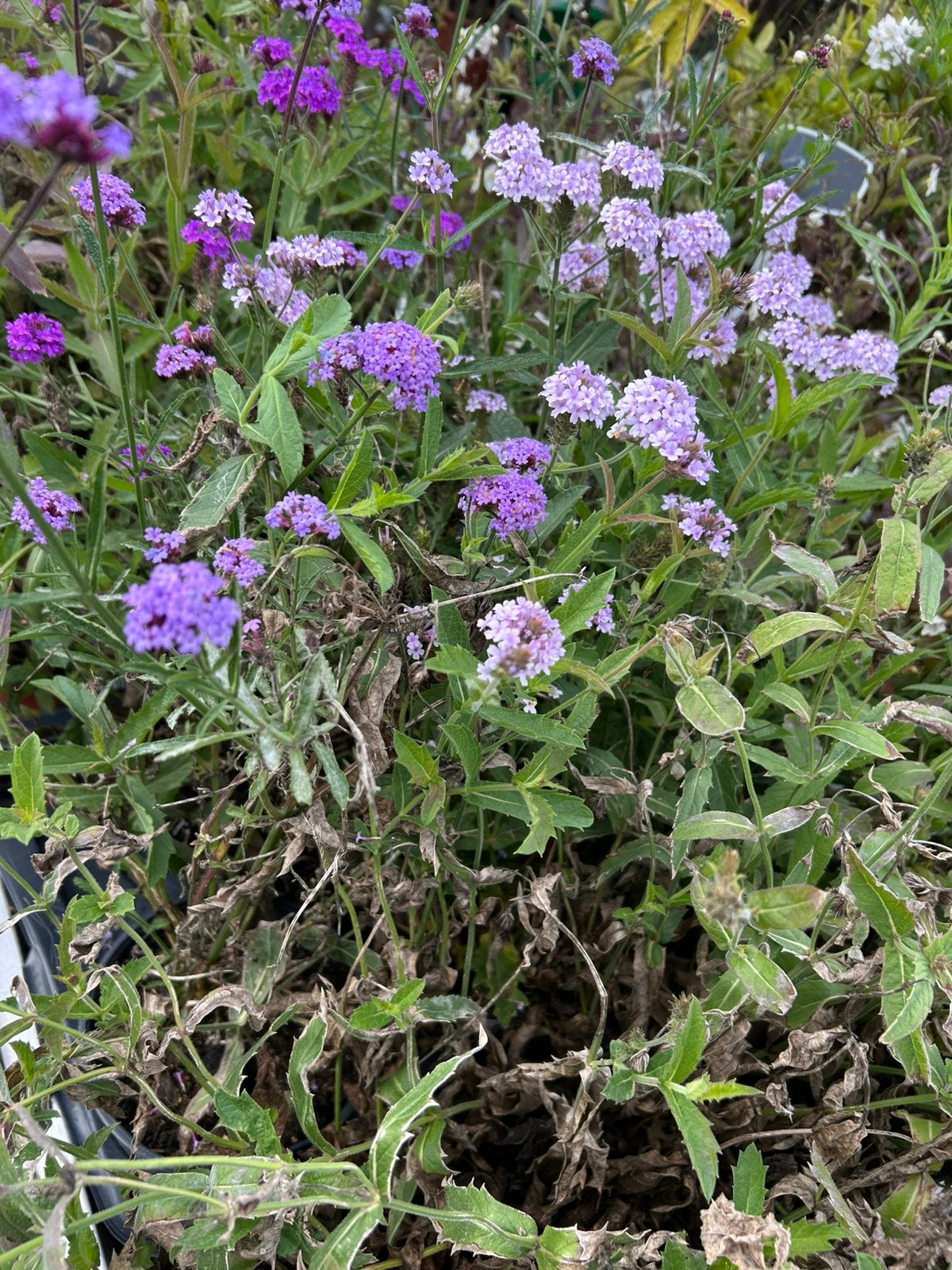 Restpartij planten, Tuin en Terras, Ophalen