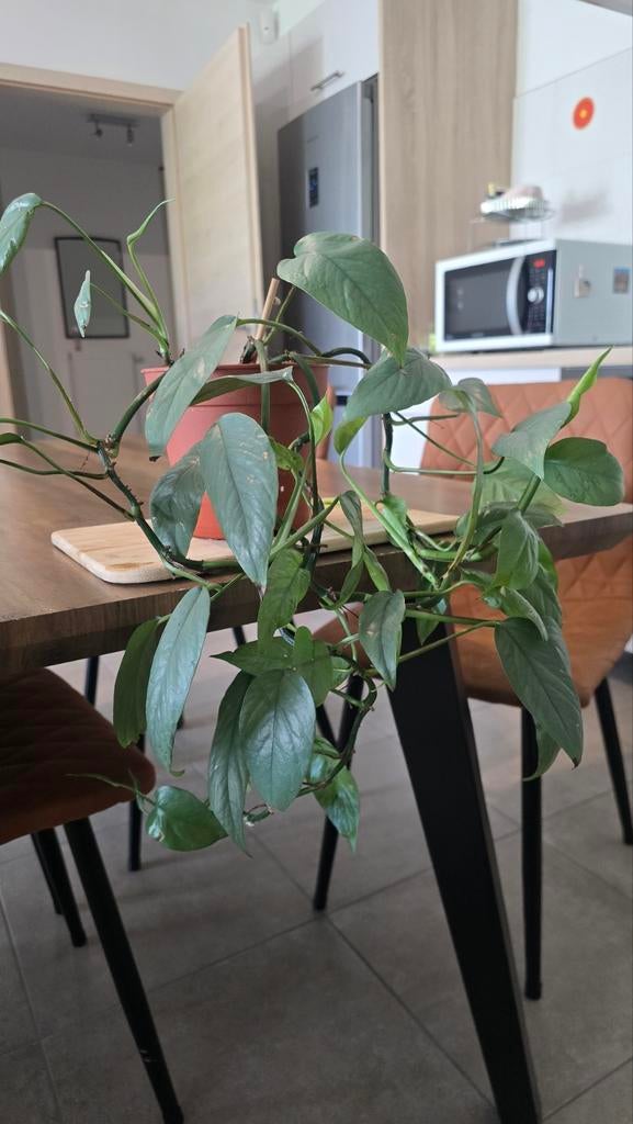 Pothos Epipremnum pinnatum 'Cebu Blue', Maison & Meubles, Plantes d'intérieur, Autres espèces, Moins de 100 cm, Plante verte, Ombre partielle