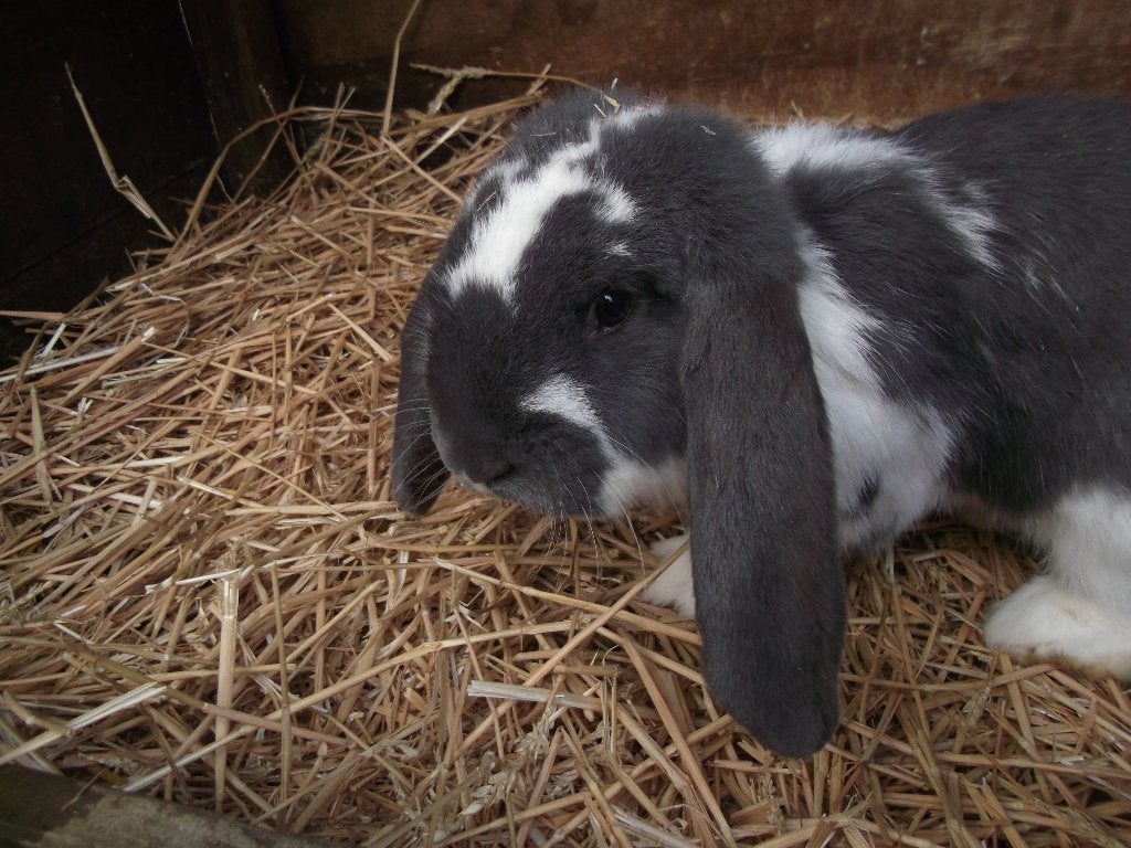 Franse hangoor, Grand, Oreilles tombantes, 0 à 2 ans