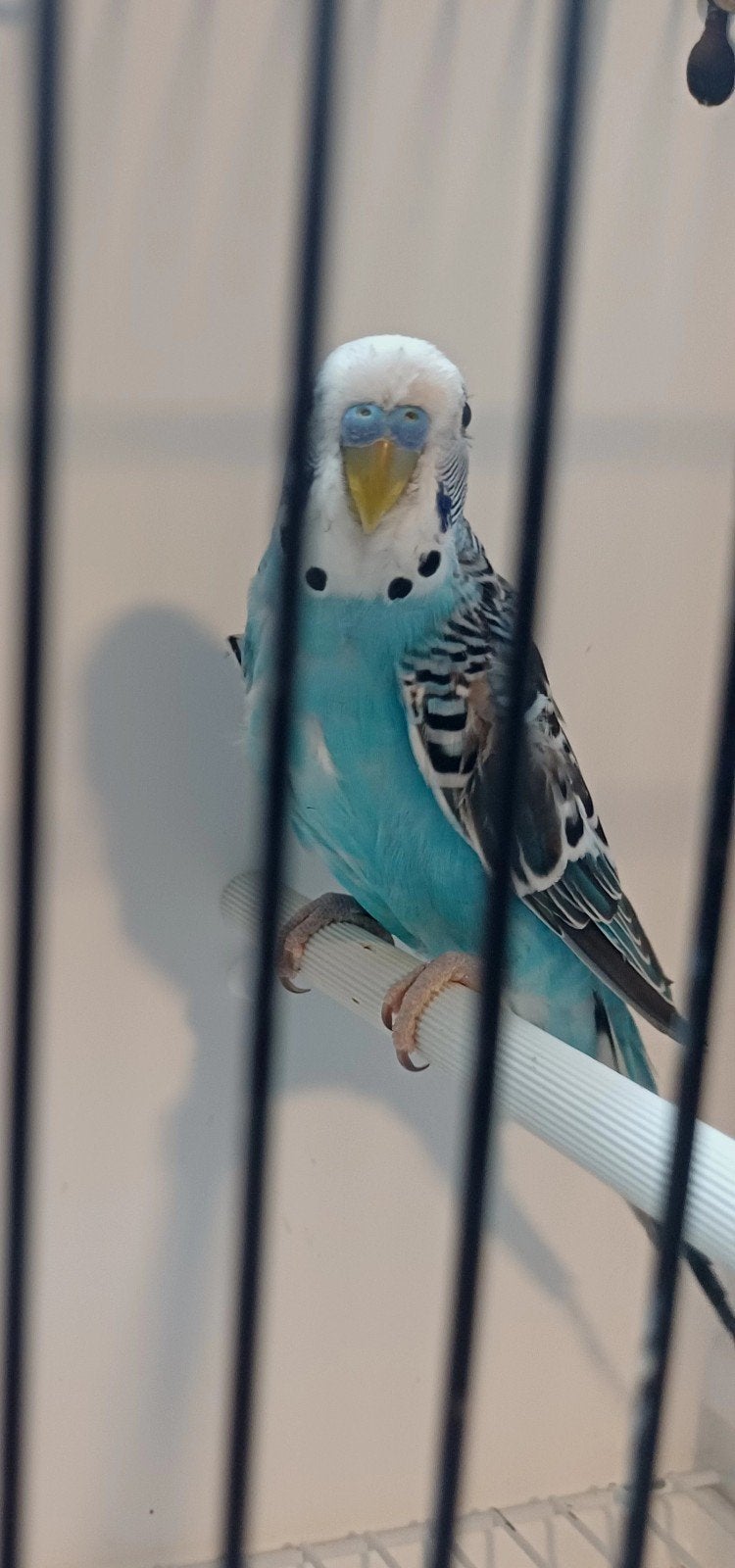 Grasparkiet man, Dieren en Toebehoren