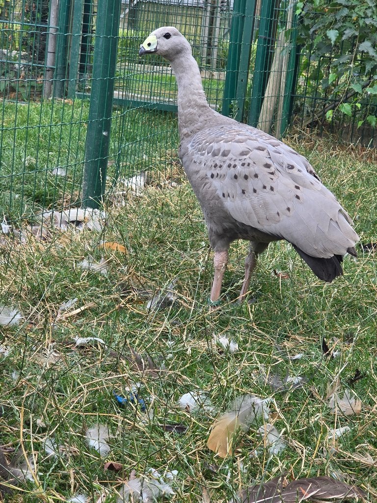Ganzen, Dieren en Toebehoren