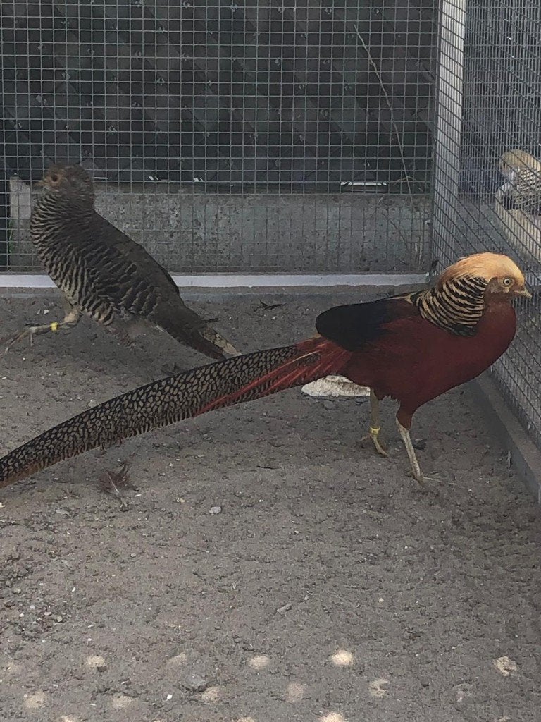 fazanten, Dieren en Toebehoren, Overige soorten