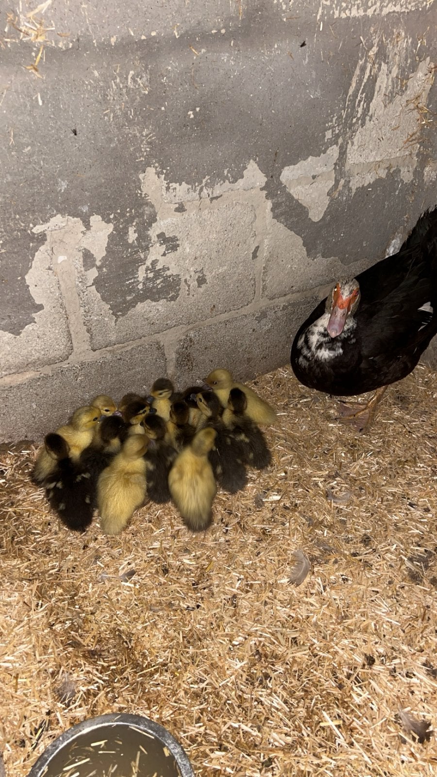 Barberie eend met 15 kleintjes, Dieren en Toebehoren, Pluimvee, Eend