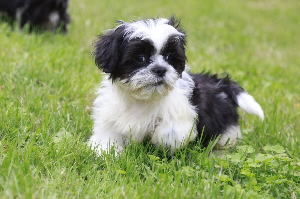 Shih Tzu puppy, teefje, eigen kweek, geboren 1 juli, 26, Dieren en Toebehoren, België, Overige rassen, CDV (hondenziekte), 8 tot 15 weken