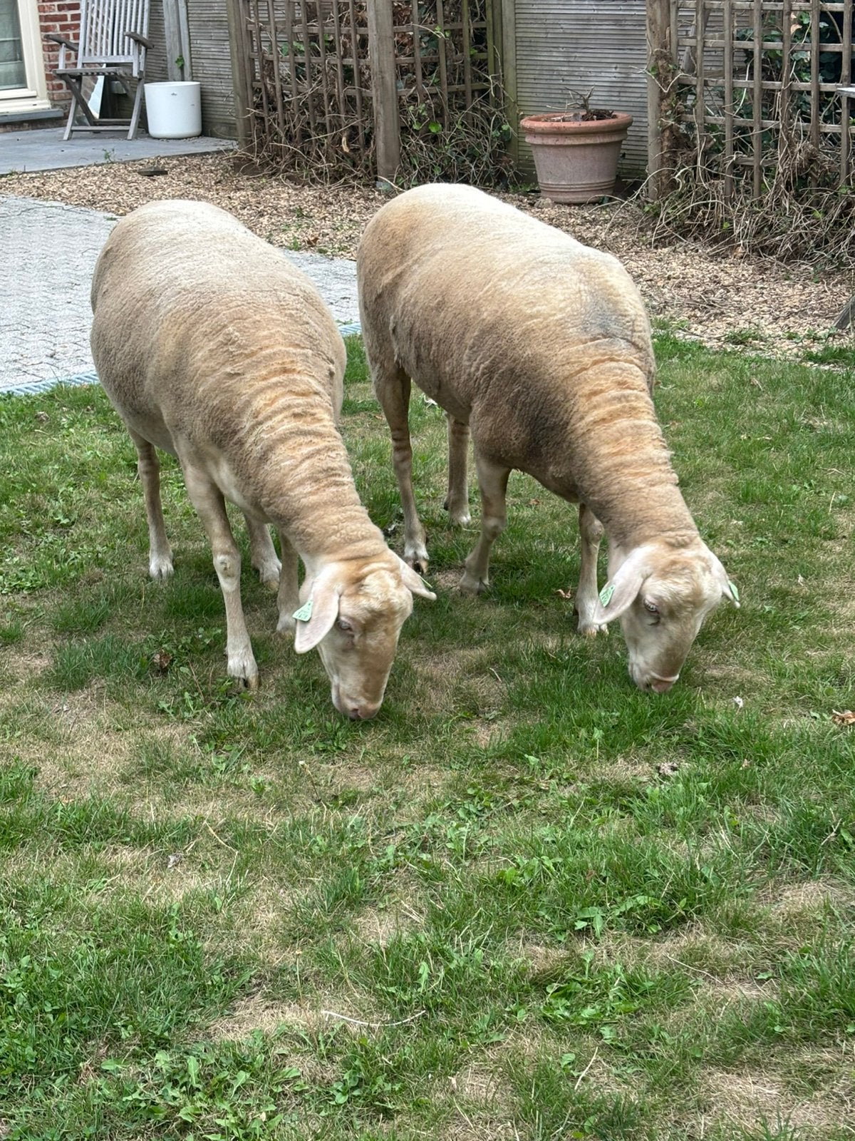 Melkschaap te koop, Animaux & Accessoires, Femelle, Mouton, 0 à 2 ans