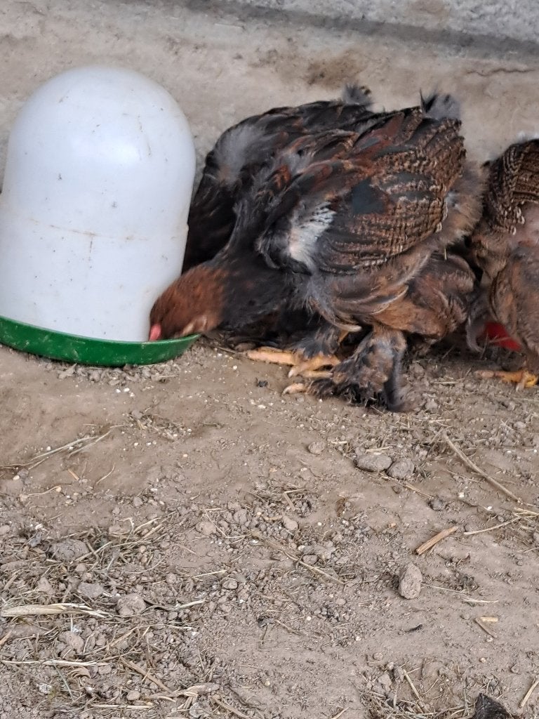 brahma haantjes, Dieren en Toebehoren, Mannelijk, Kip