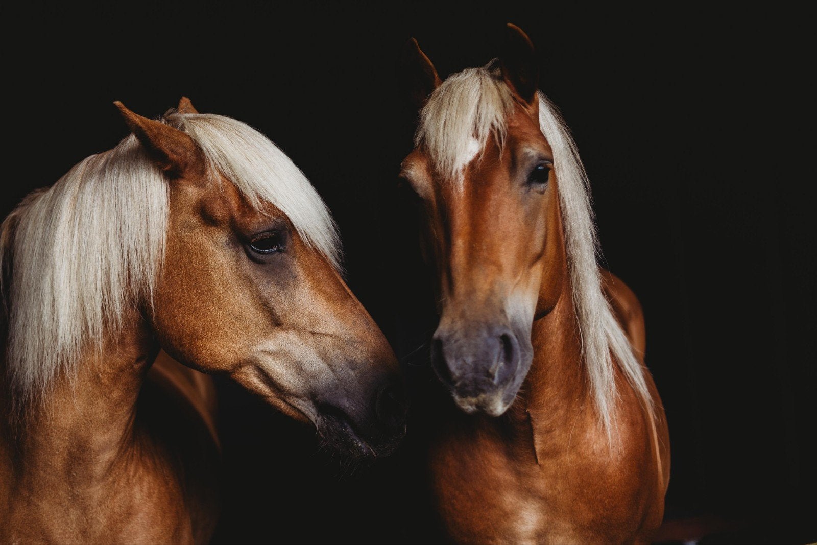 Gezocht stevige paard/pony, Dieren en Toebehoren, Ophalen