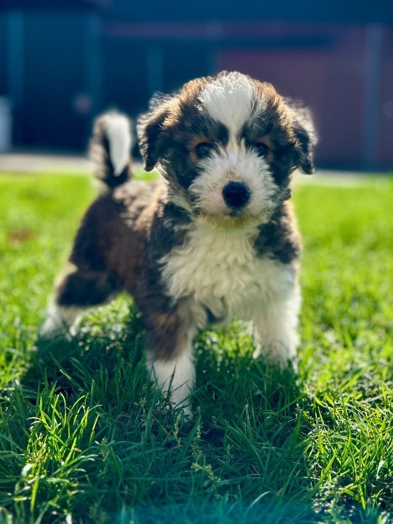 Leuke husky x poedel pups ( huskydoodle), België, Overige rassen, CDV (hondenziekte), 8 tot 15 weken
