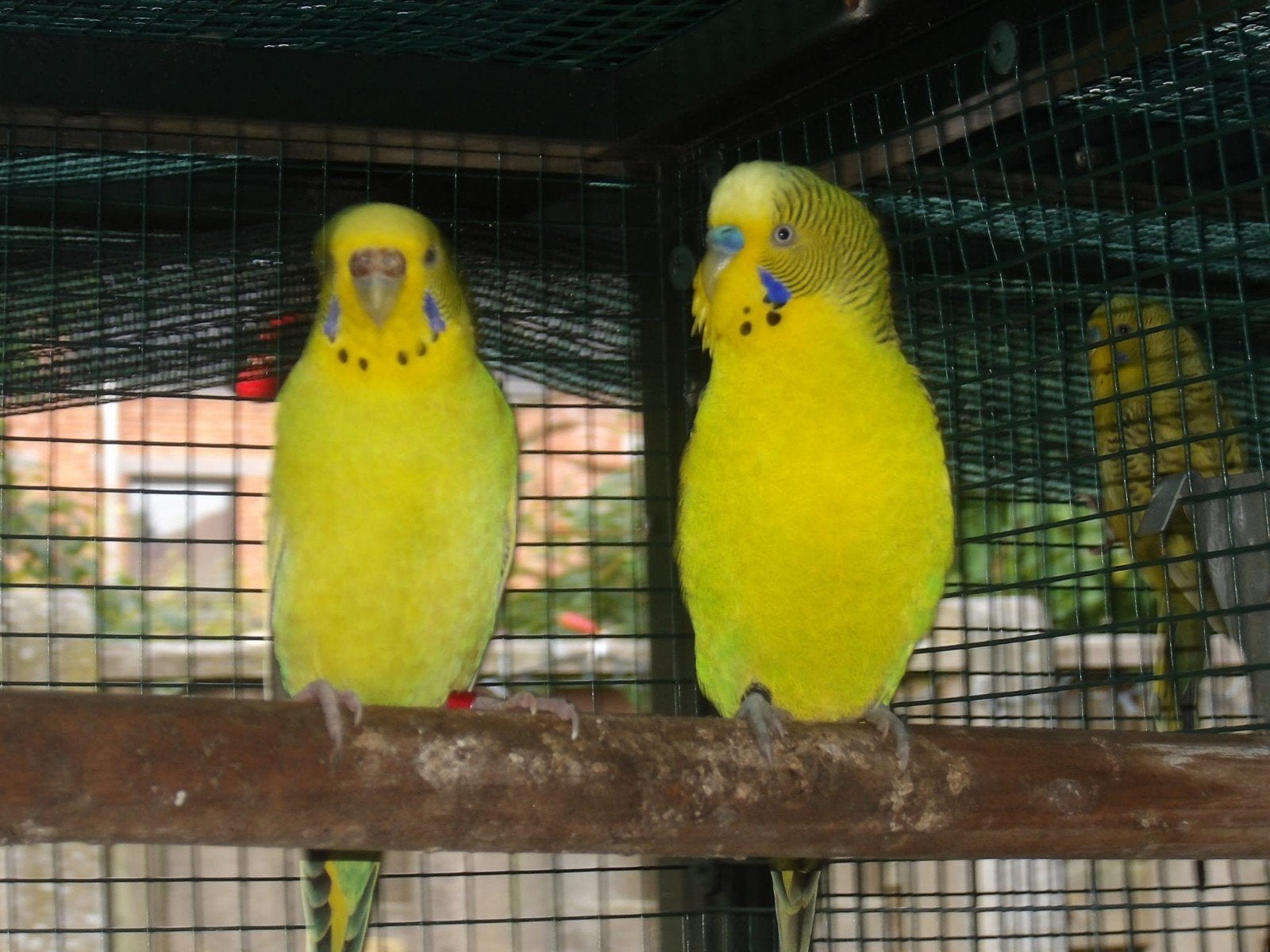 1 koppel grasparkieten 2025, Plusieurs animaux, Perruche, Bagué