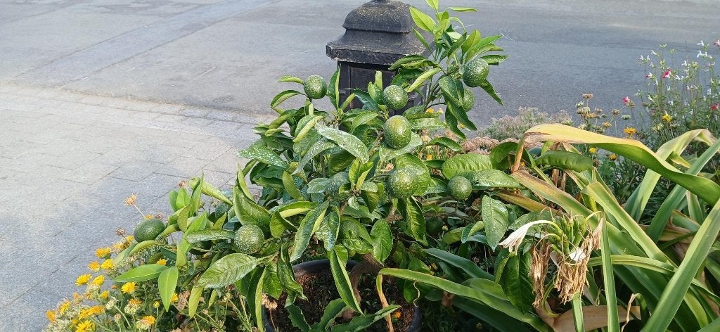 citrusbomen 6 stuks, Ophalen, Lente, Volle zon, In pot