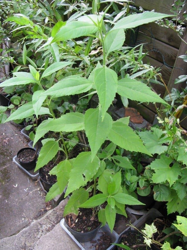 Topinambour en pot, Enlèvement, Neuf, Pépinière