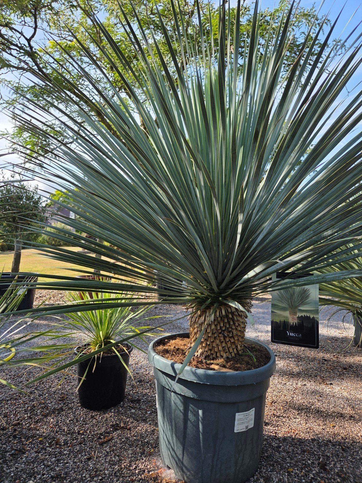 Prachtige yucca Rostrata met stam, Jardin & Terrasse, Plantes | Arbres, Enlèvement