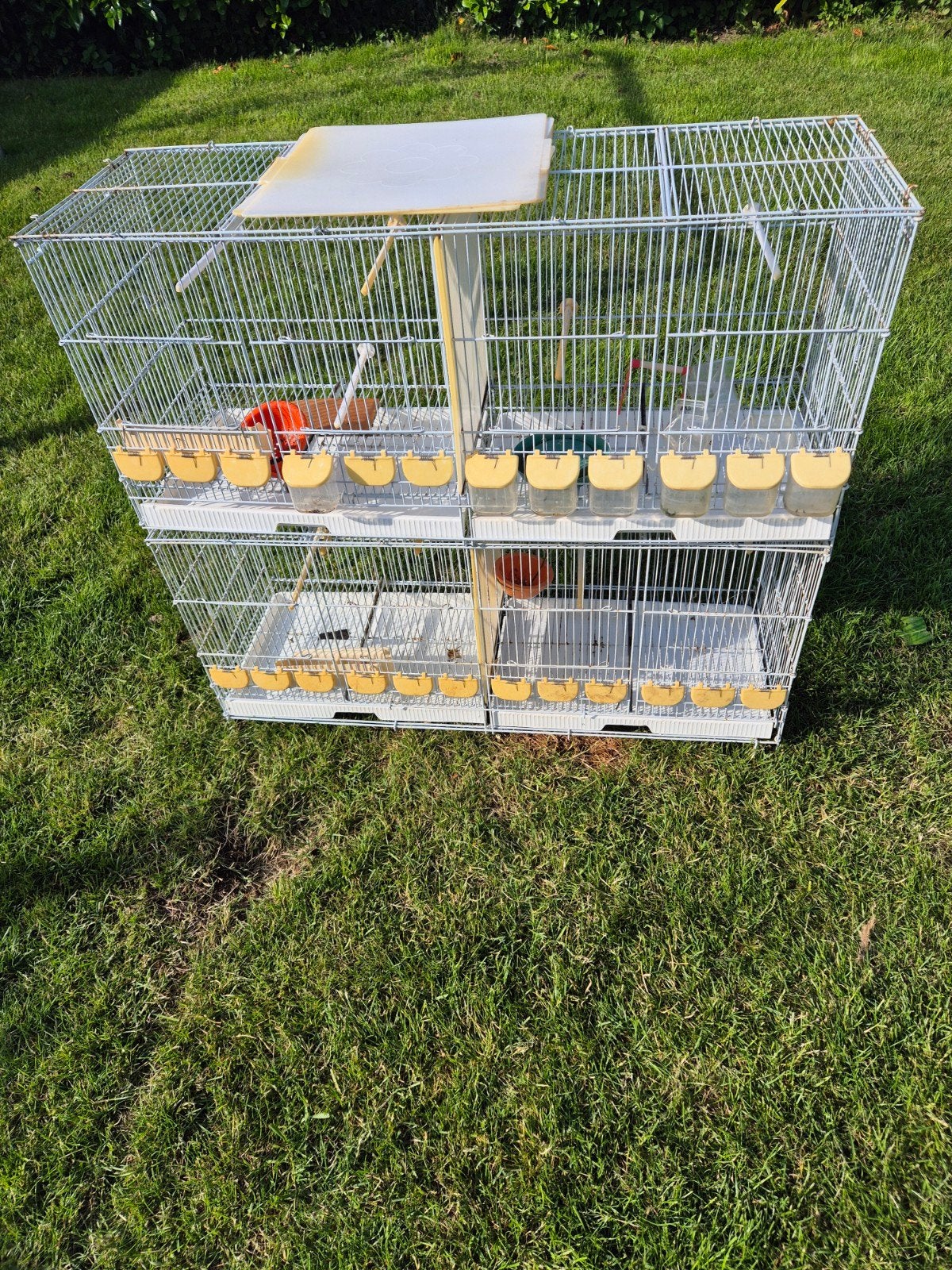 2 kweekkooien GERESERVEERD, Dieren en Toebehoren, Ophalen