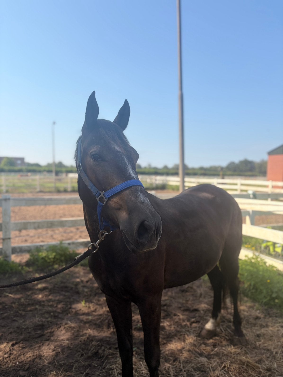 Betrouwbare merrie voor heerlijke buitenritten, Animaux & Accessoires, Poneys, Vermifugé, Débourré, Poney de récréation, Poney D (1.37 m à 1.48m)