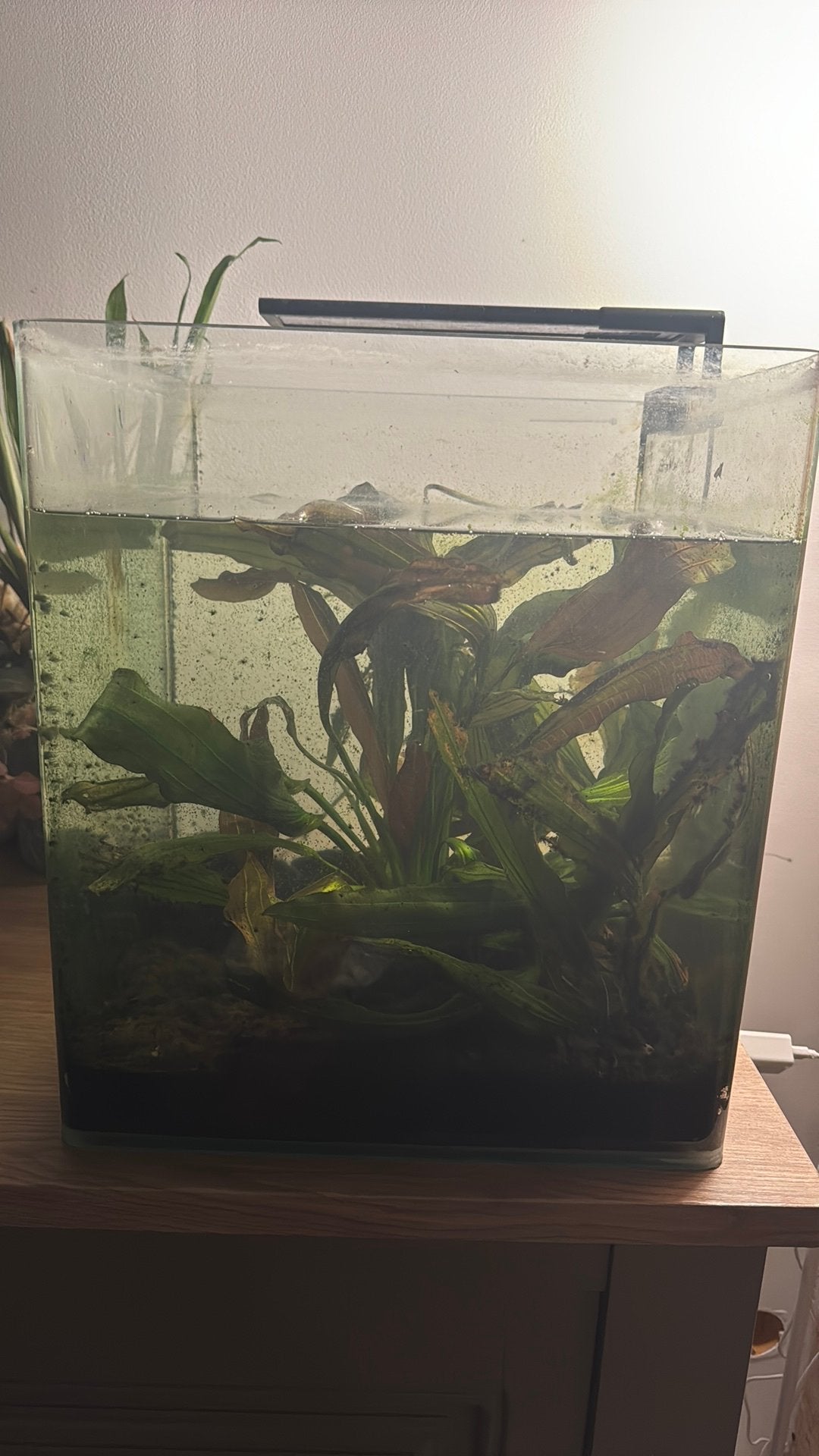 Aquarium met toebehoren, Ophalen, Zo goed als nieuw