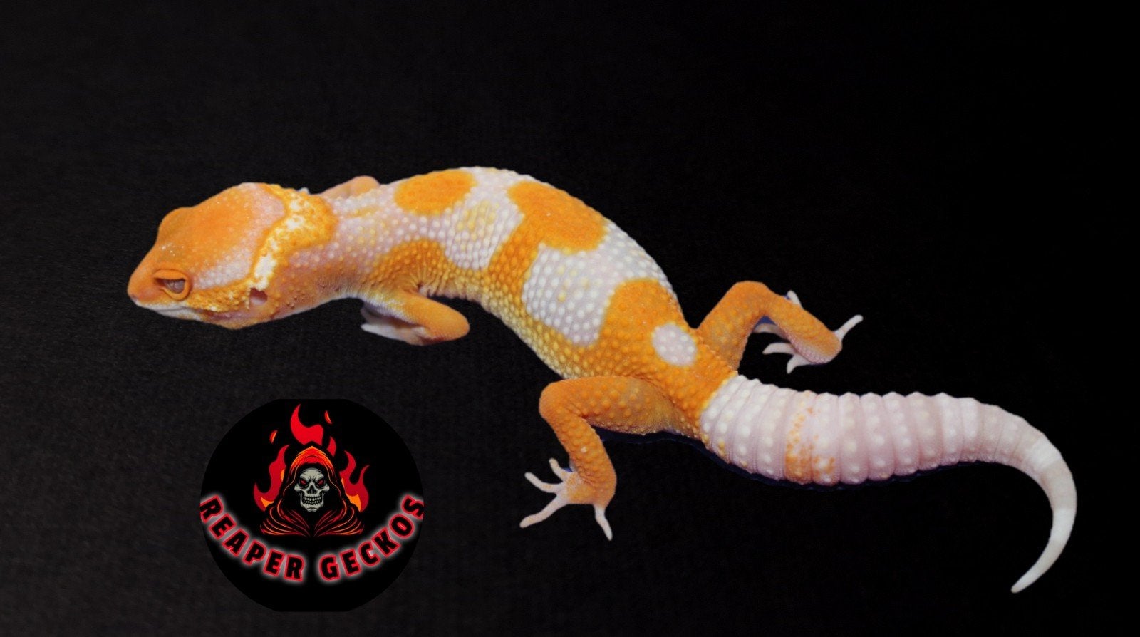 0.1 atomic joker, Dieren en Toebehoren