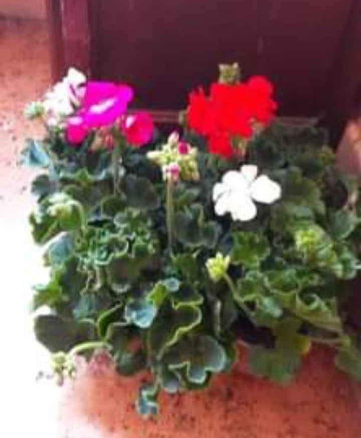 Geranium, Tuin en Terras, Ophalen