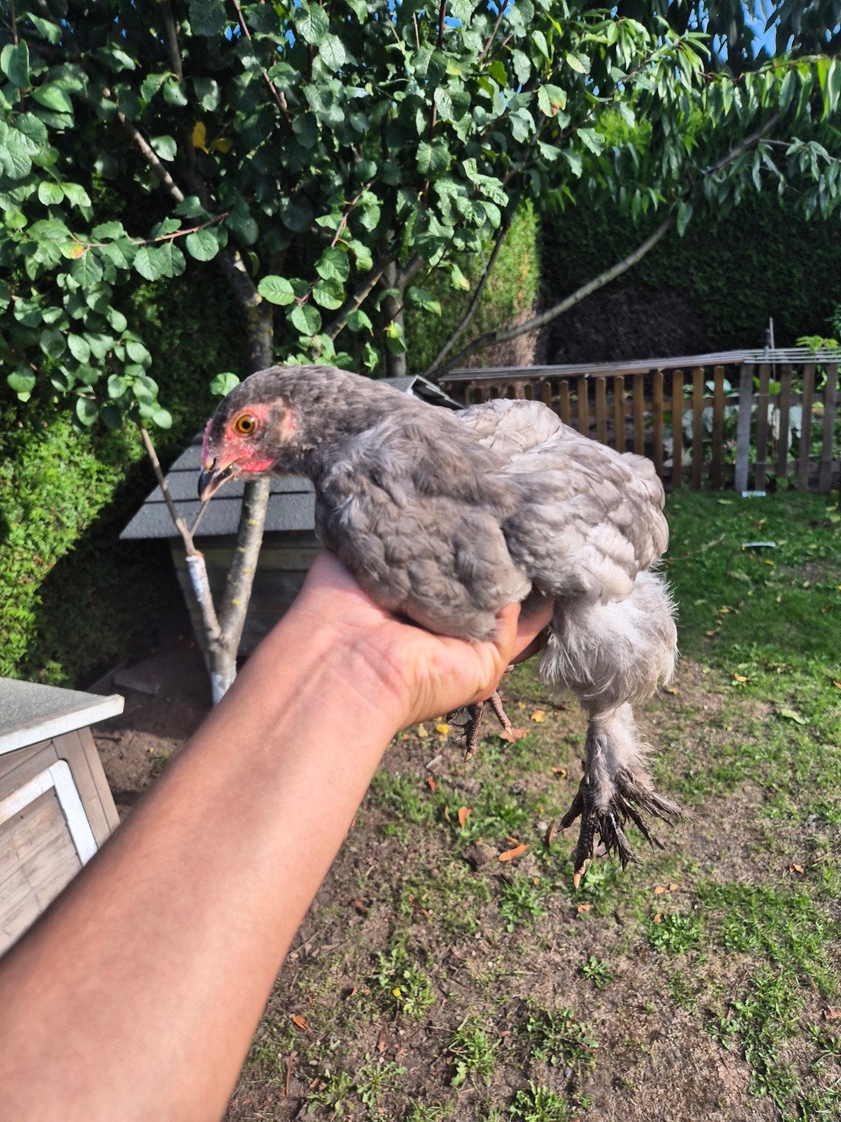 brahma kuikentje te koop, Dieren en Toebehoren, Pluimvee, Geslacht onbekend