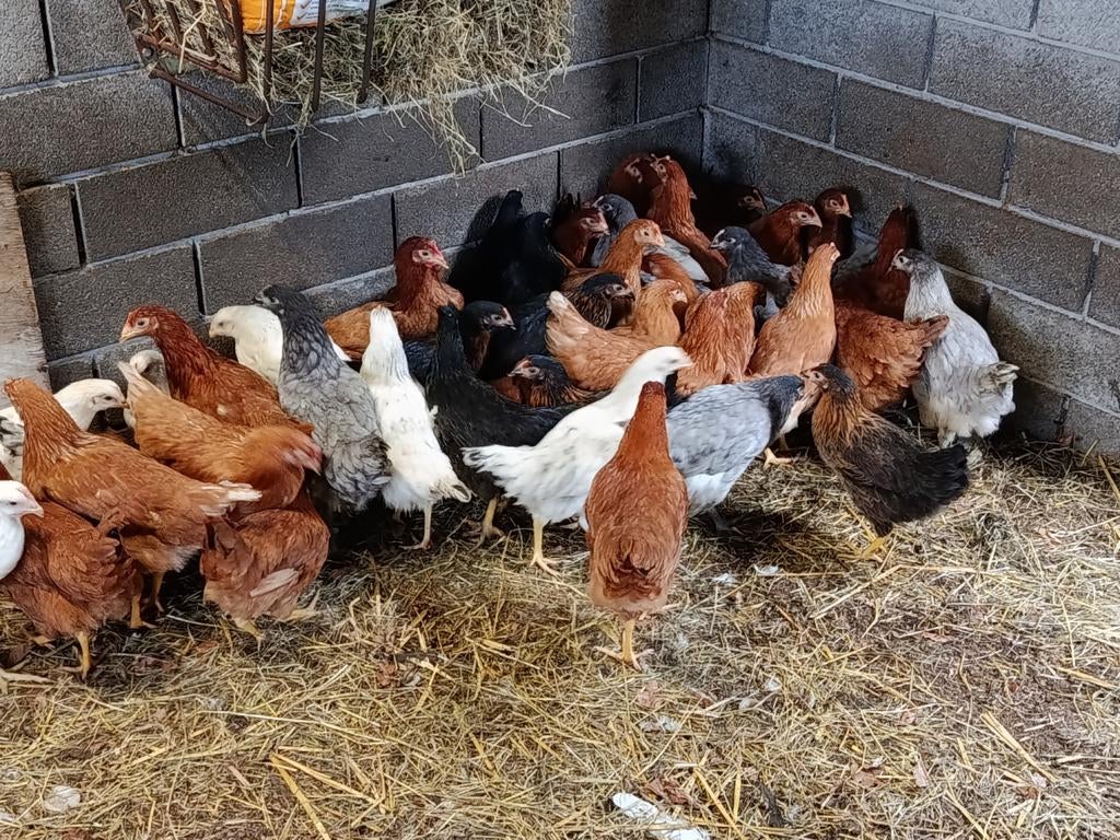 legklare legkippen in alle kleuren, Dieren en Toebehoren, Kip