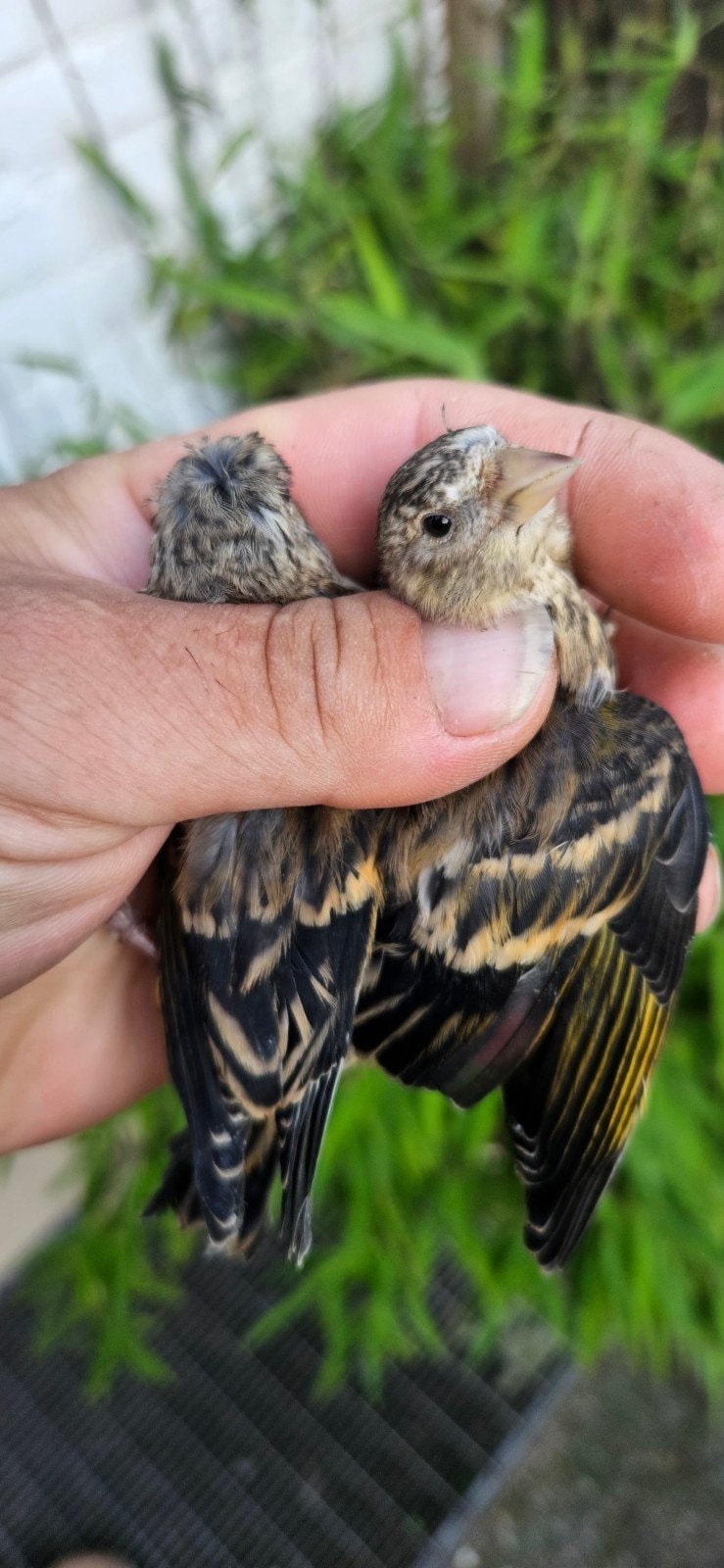 Jonge Bastaard, Geslacht onbekend, Wildzangvogel, Geringd