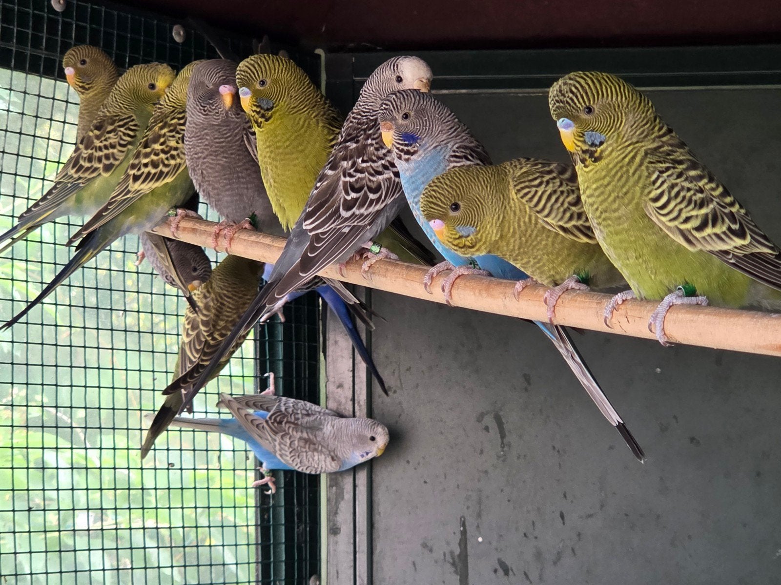grasparkieten bf en split bf, melanistic, Dieren en Toebehoren