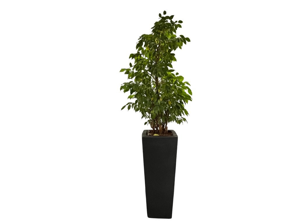 Plantenbak (inclusief plant) (Zwart), Tuin en Terras, Ophalen of Verzenden