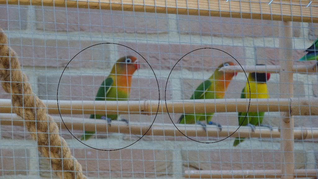 Agapornis fischeri poppen met digitale DNA certificaat, Dieren en Toebehoren, Vogels | Parkieten en Papegaaien, Vrouwelijk, Dwergpapegaai of Agapornis