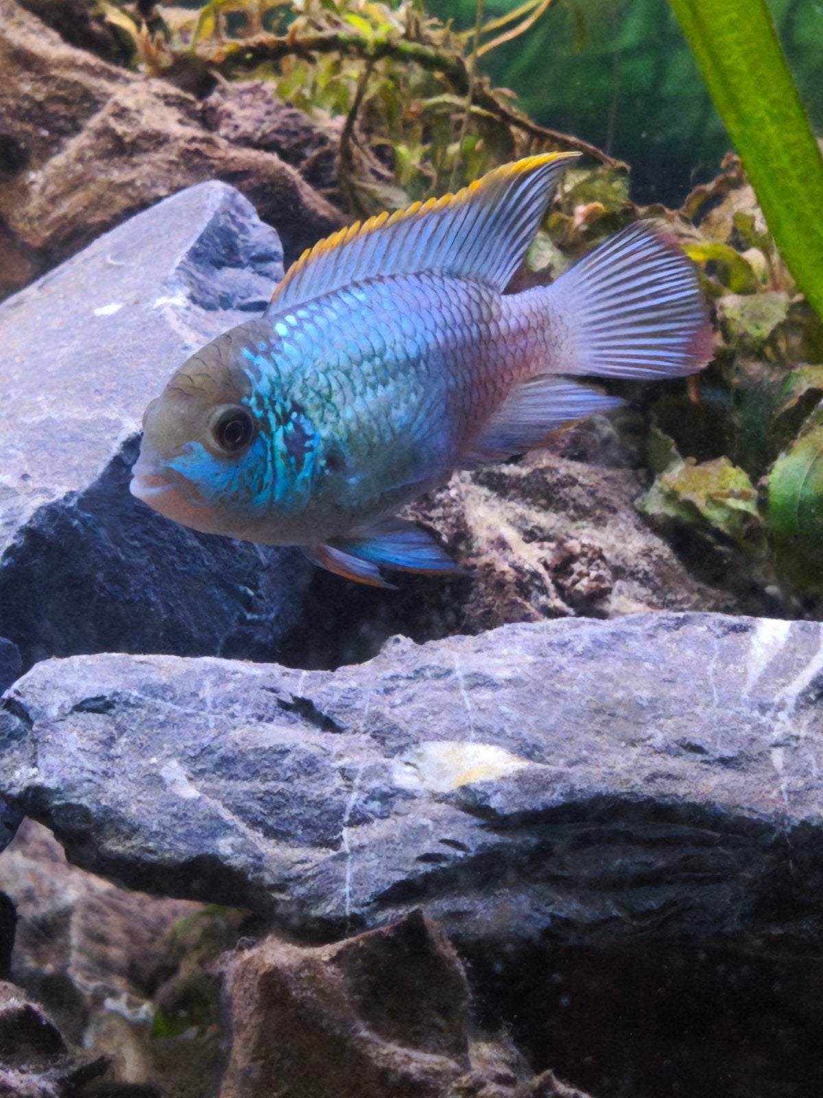 Jonge electric blue acaras, Dieren en Toebehoren