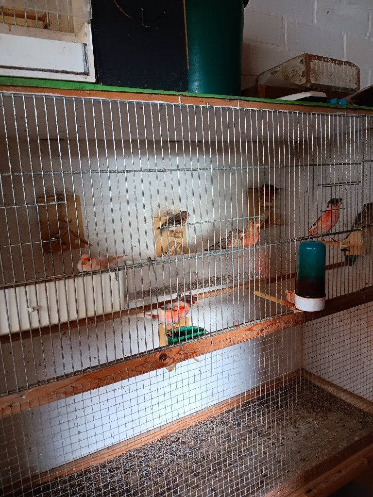 harlekijn kanaries, Dieren en Toebehoren, Vogels | Kanaries, Meerdere dieren, Postuurkanarie