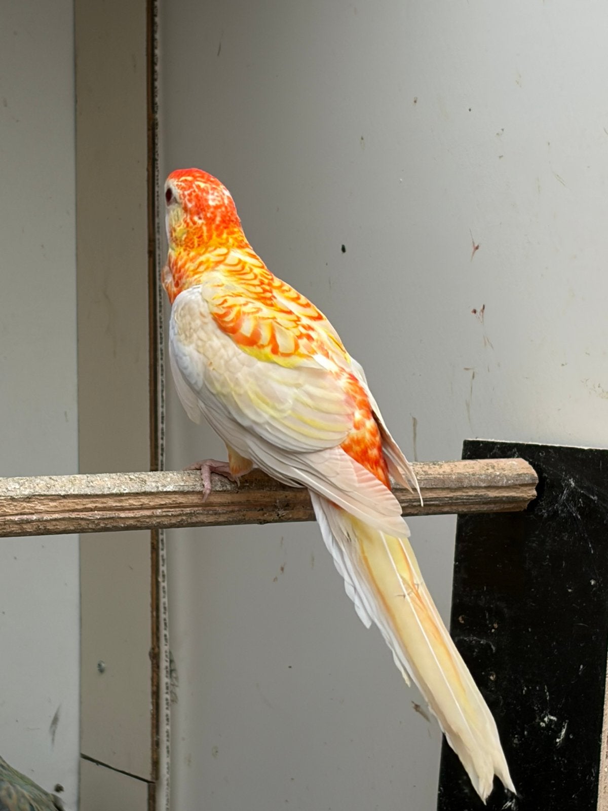 Mutatie bleekkop rosella