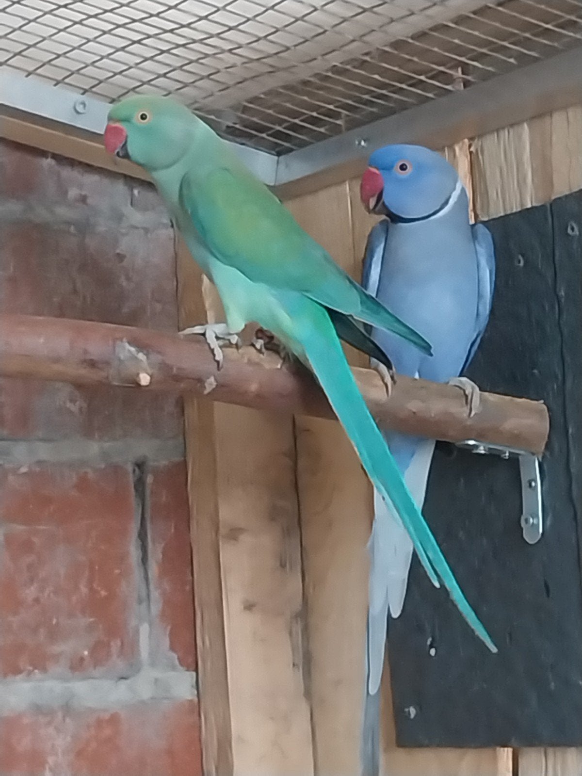 Halsbandparkiet turquoise kweekpop 2021, Animaux & Accessoires, Femelle, Perruche, Bagué