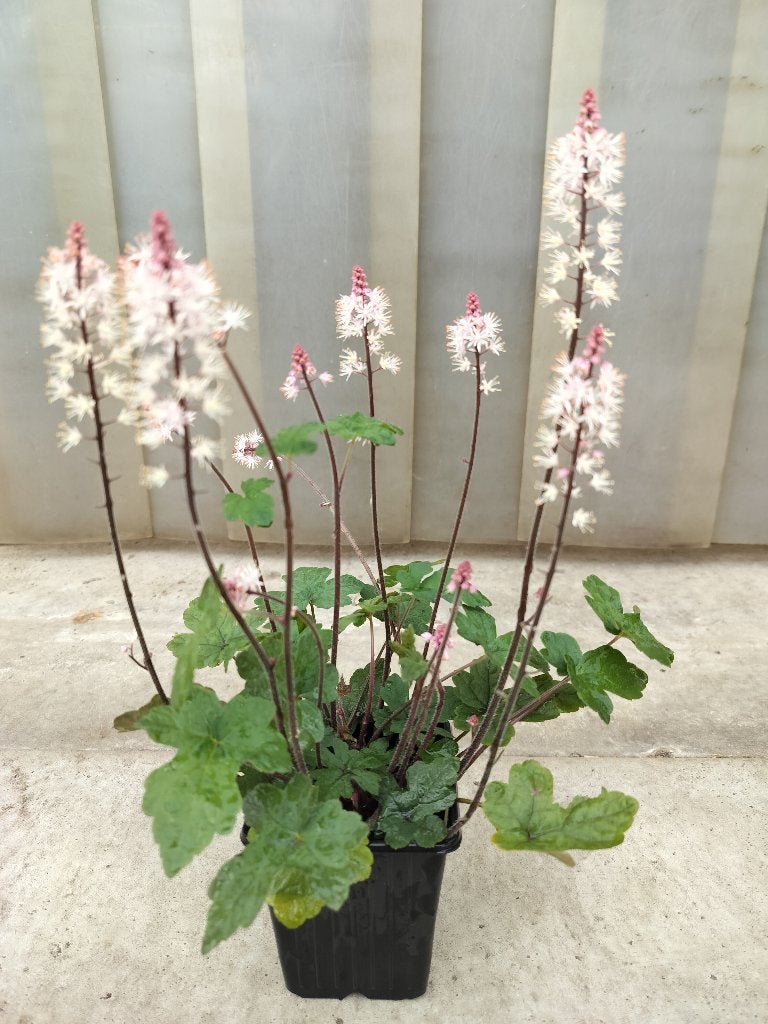 Tiarella Cordifolia Spring Symphony, Ophalen, Bodembedekkers, Vaste plant, Halfschaduw