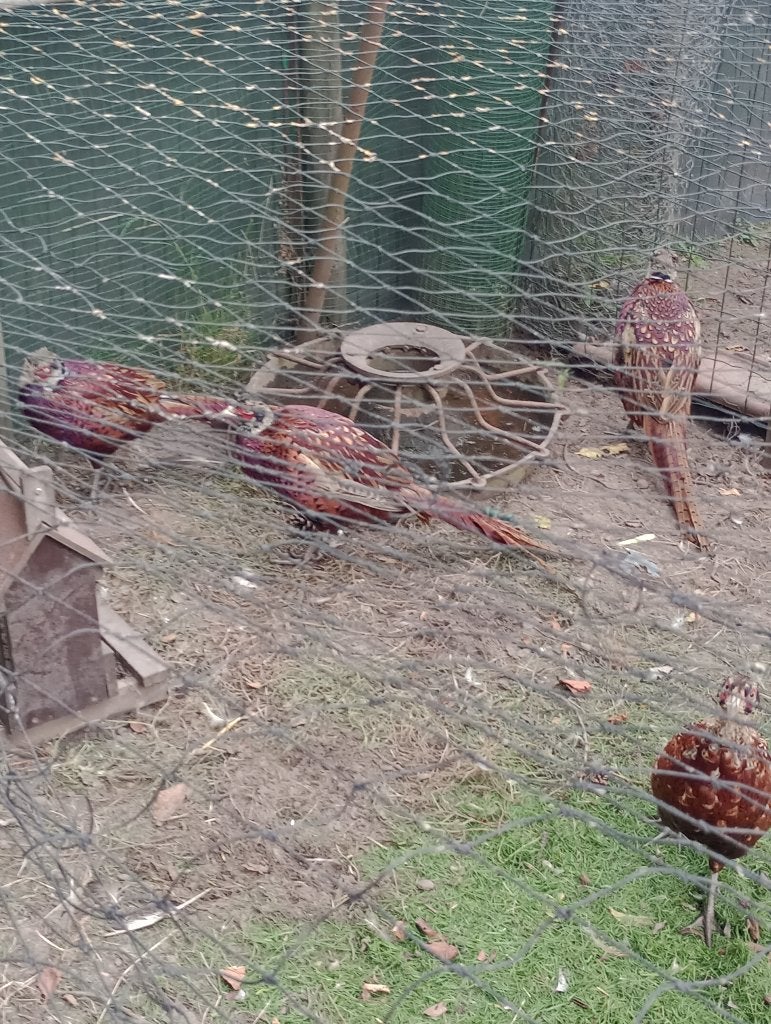 Bosfazanten, Dieren en Toebehoren, Mannelijk, Tam
